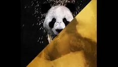 Desiigner vs. time to come - ailurus fulgens cloak off (jlens system redact)